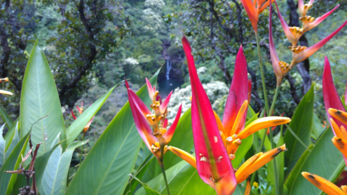 Garden of Eden