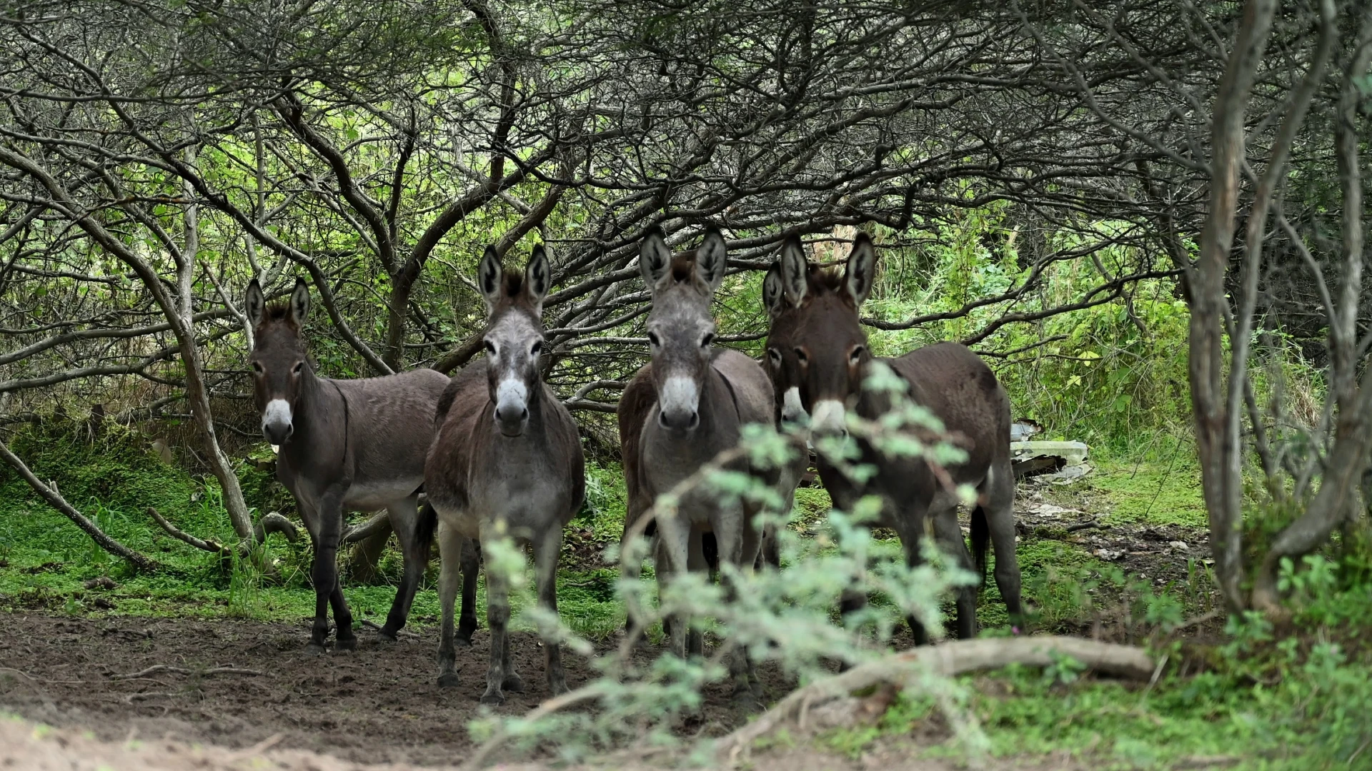 Wild Donkeys