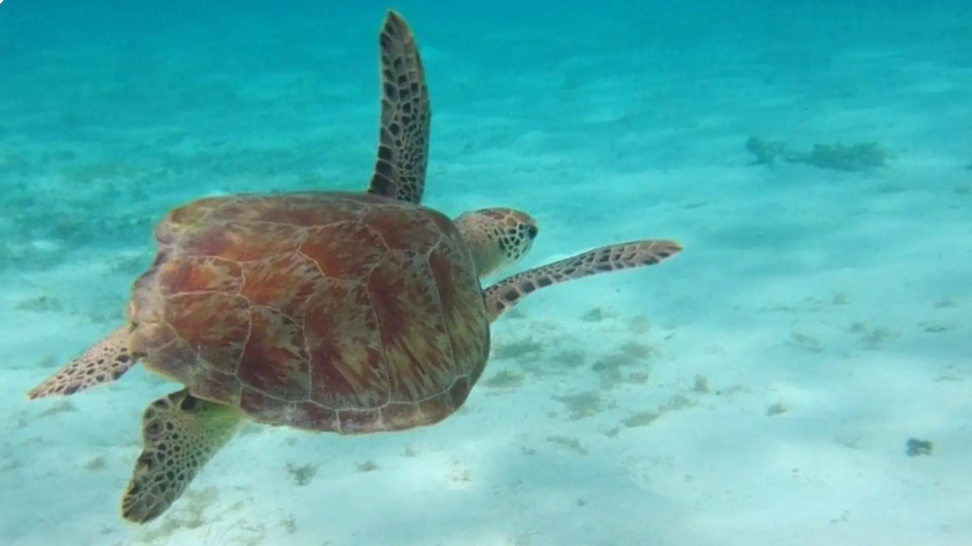 Tobago Cays Marine Park | St Vincent & the Grenadines