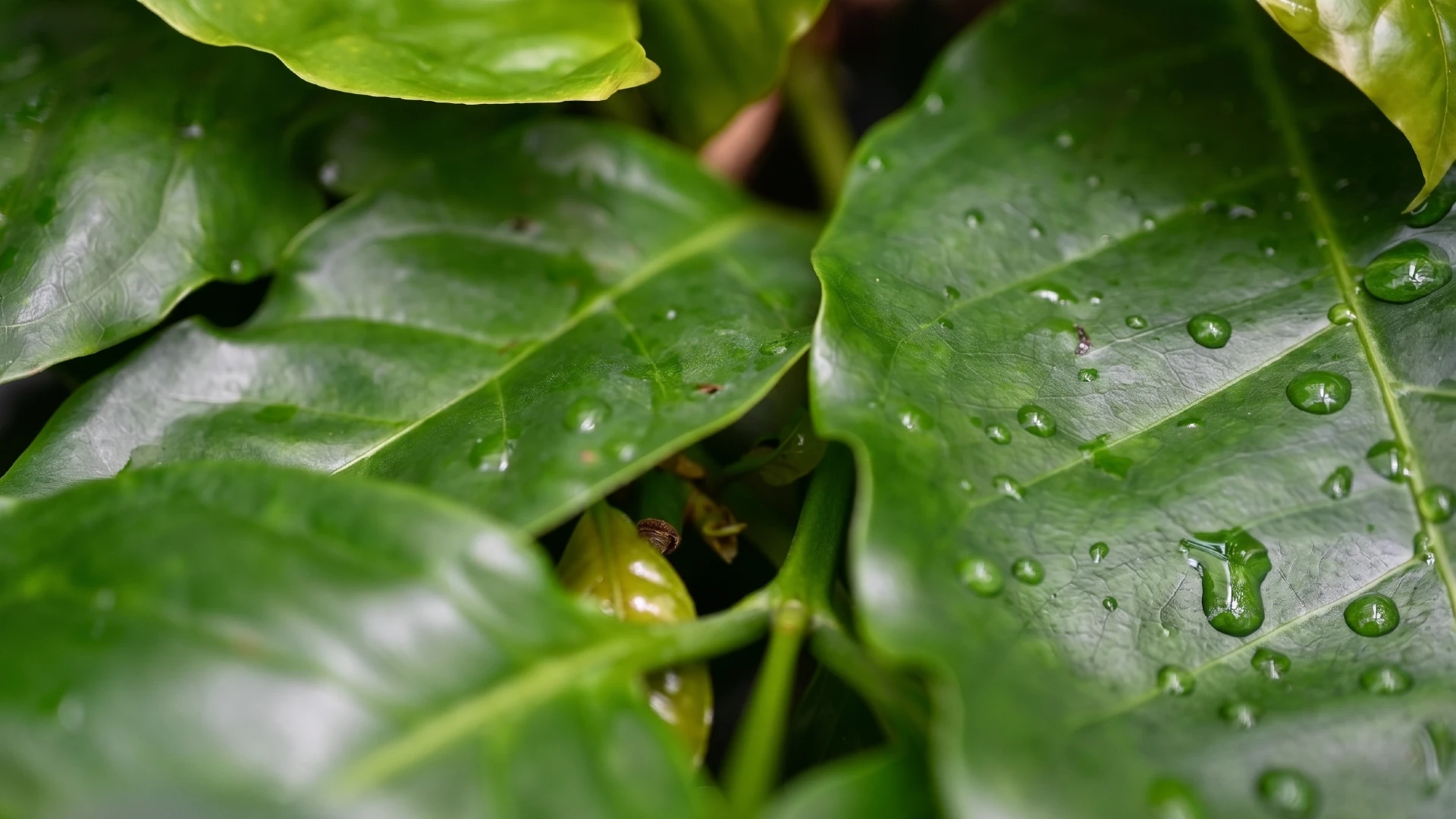 U.S. Botanic Garden | Washington D.C.