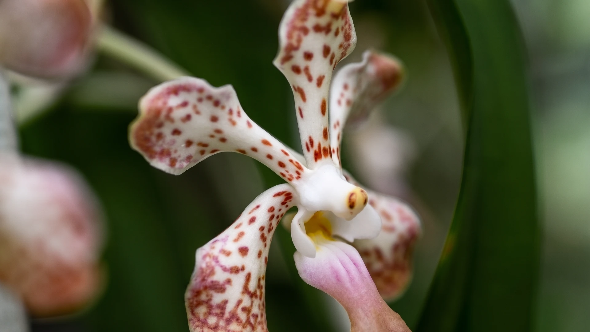 U.S. Botanic Garden | Washington D.C.