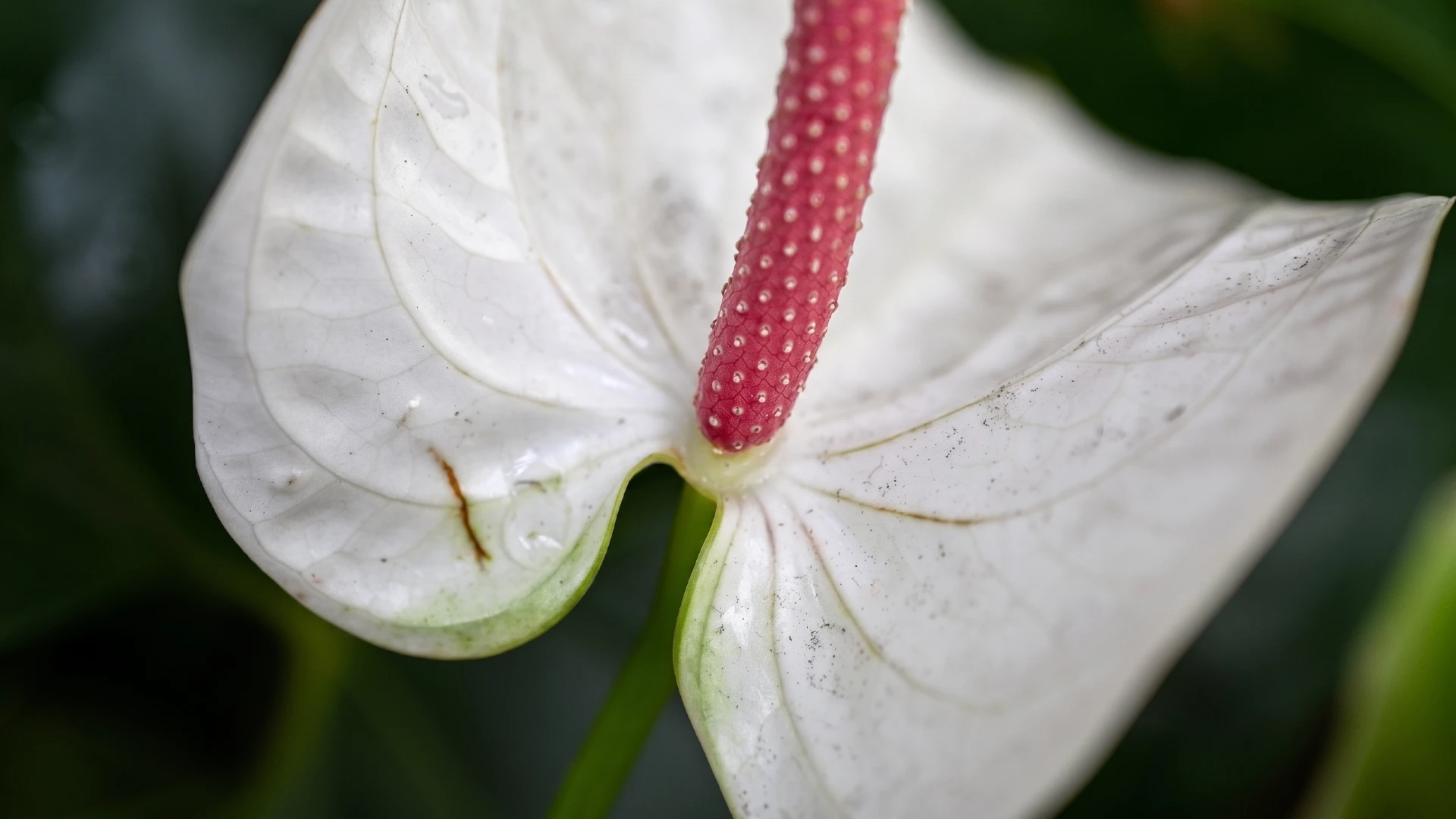U.S. Botanic Garden | Washington D.C.