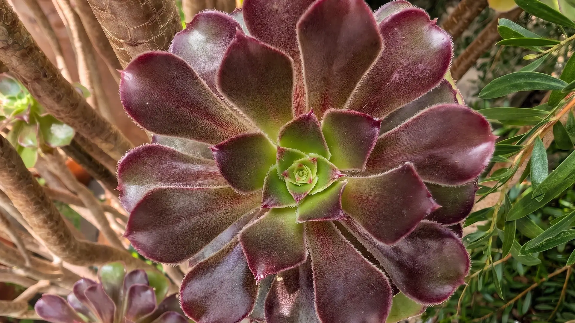 U.S. Botanic Garden | Washington D.C.